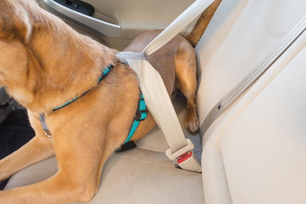 PetSafe 3-in-1 Dog Harness, Teal (Green), Size Medium