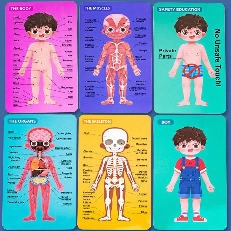 1pc wooden jigsaw puzzles,Human body structure cognition structure biology wood accessories,enlightenment, puzzle,learning