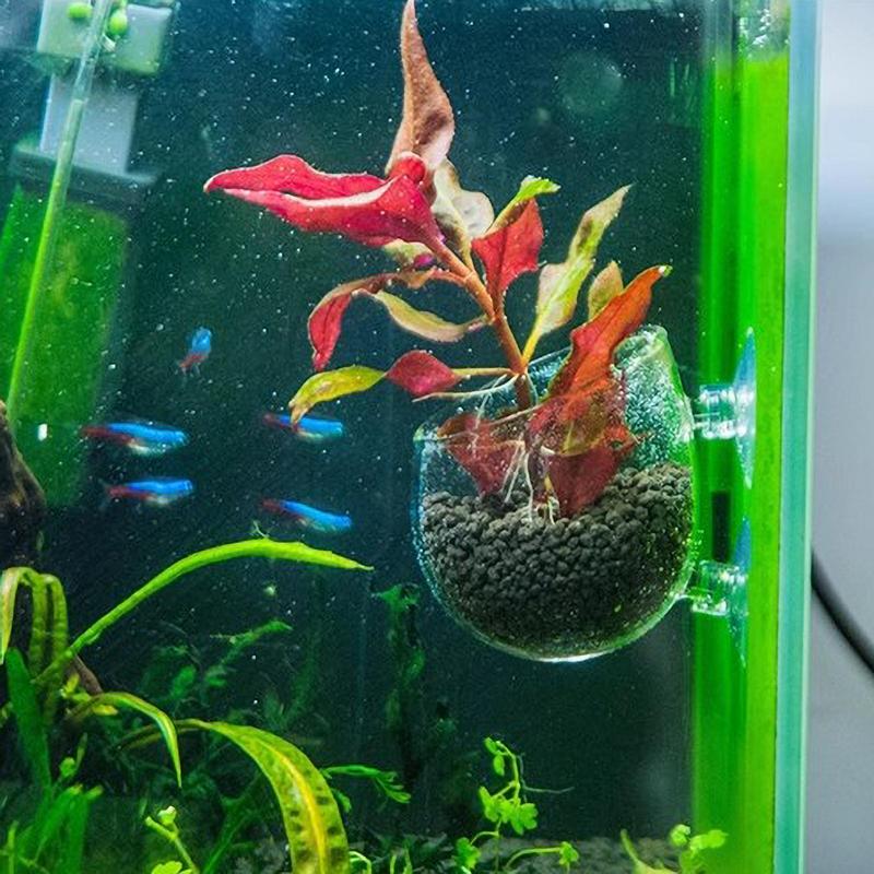 Aquarium Plant Glass Cup With Suction Cups Fish Tank Water Potted Planting Cup Aquarium Aquatic Planter Decoration