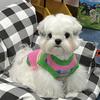 Pet Knitted Sweater Teddy Bichon Small Dog Cat Schnauzer Yorkshire Dog Clothes Autumn