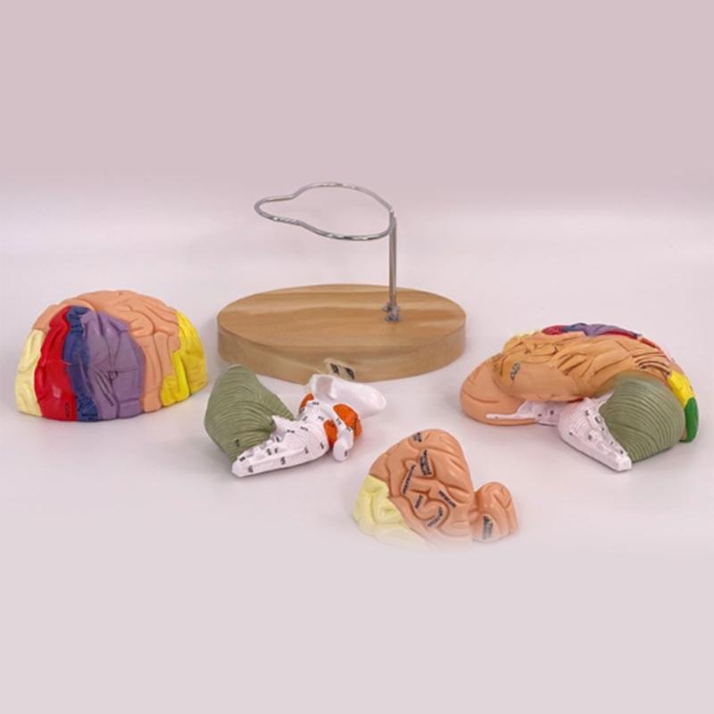 Modelo de Anatomía Cerebral Muestra el Tronco Encefálico y Otras Partes del Cerebro Humano