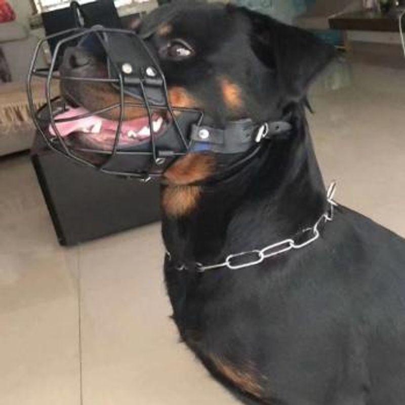 

Roweina Special Mouth Cage Mouth Cover Stainless Steel Mouth Cover Breathable Anti-Bite Anti-Miseating Mouth Cover Dog Training Pet Supplies Standard Color random
