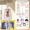 Modello Struttura Corpo Umano Smontabile Assemblato per Bambini, Scheletro Intero, Scheletro Organi, Giocattolo Simulazione Anatomia Medica