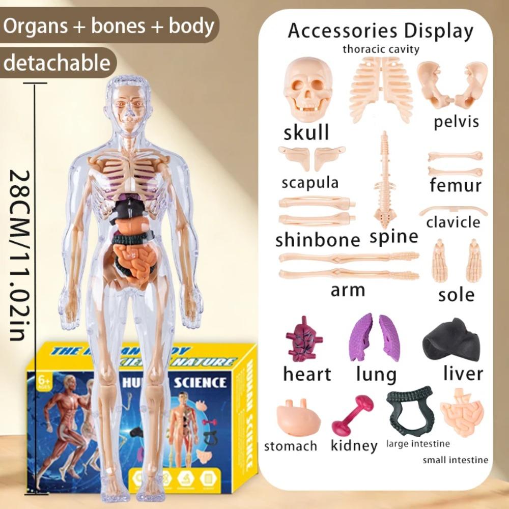 Modello Struttura Corpo Umano Smontabile Assemblato per Bambini, Scheletro Intero, Scheletro Organi, Giocattolo Simulazione Anatomia Medica