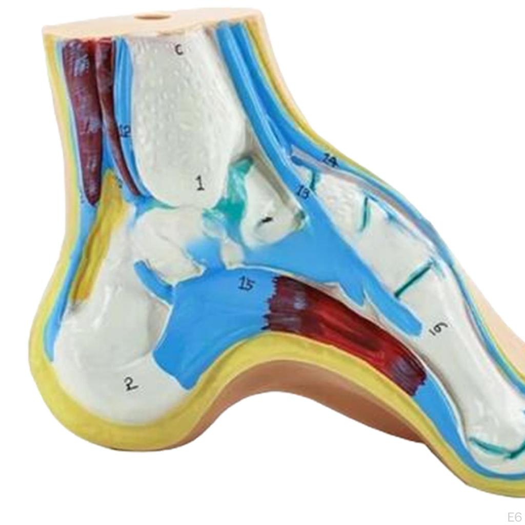 Anatomisches Fußmodell, menschliches Skelett, medizinisch-praktisch, mit digitalen Zeichen für die Forschung