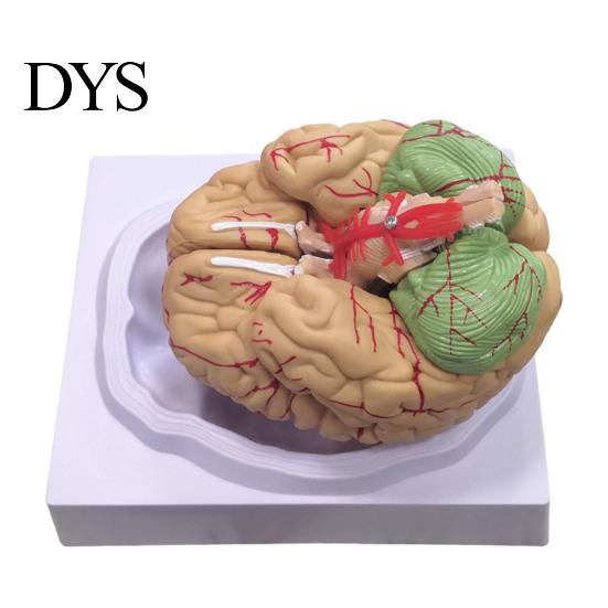 Modello Umano Cerebrale Accurato Simulazione 8 Parti PVC Dimensione Naturale Strumento Didattico di Anatomia per Aula