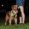 Light Up Luminous Pet Chest Strap Adjustable Dog Glow Vest Practical LED Dog Harness  Cats Pet