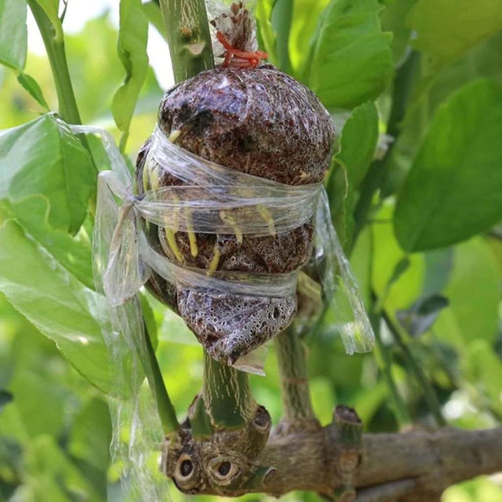 2 Rollen Pfropfband Folie Selbstklebend für Obstbaum Baumschule Pflanzen Setzlinge Wein Floristik Tomaten Pfropfbedarf Dehnbar