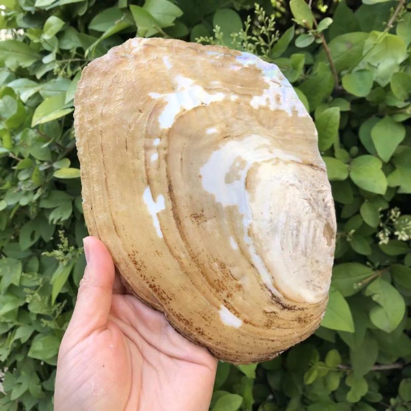 Natural Seashells and Freshwater Pearls for Home Decor, Aquariums, and Creative Crafting