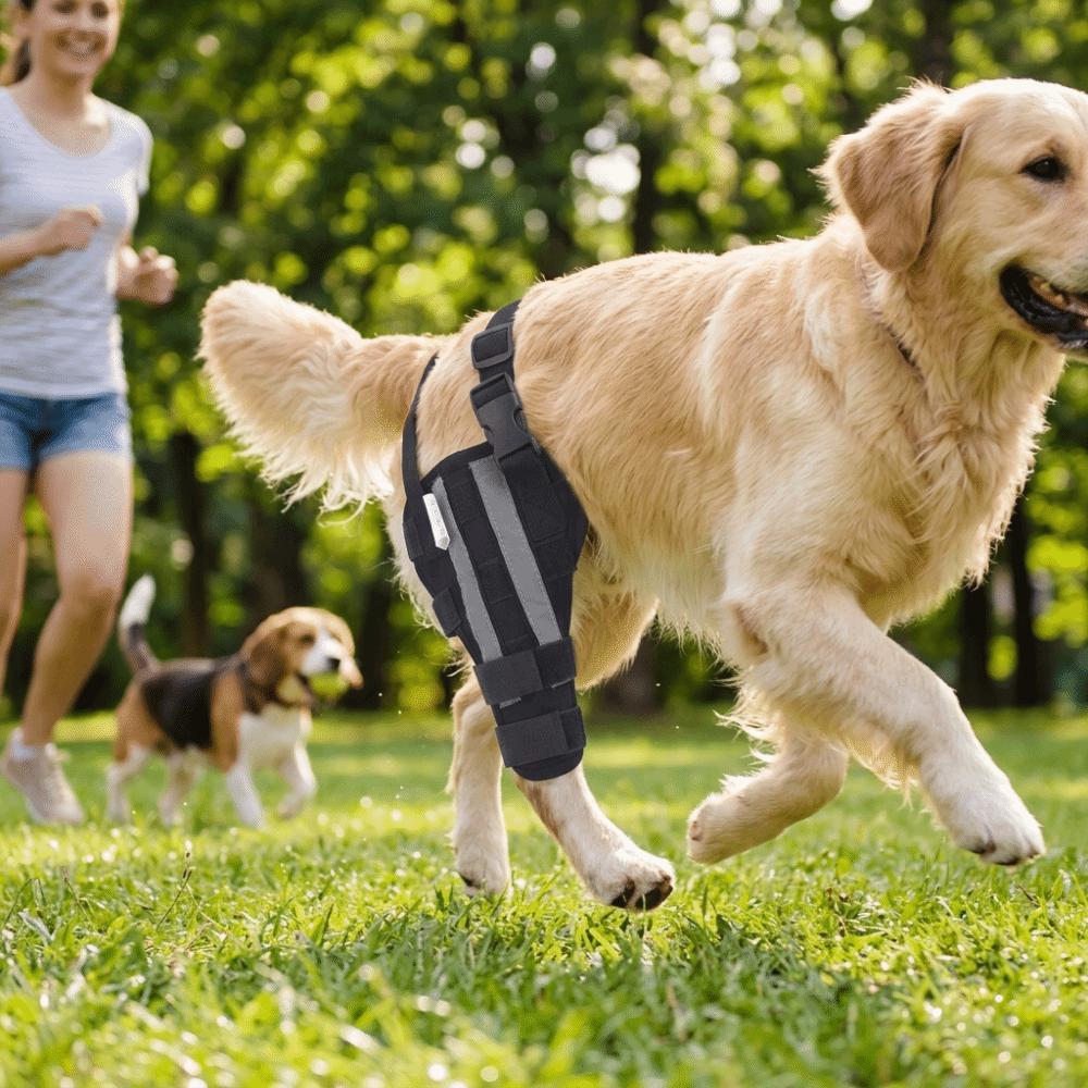 Joint Stabilizing Dog Knee Support Hind Leg Support Pet Recovery Brace  Hind Leg Injury