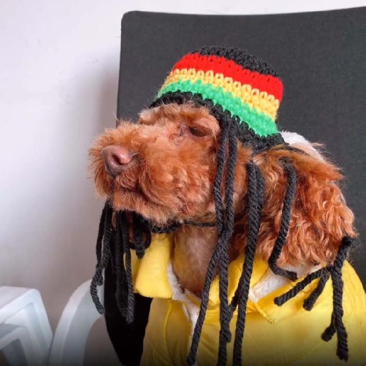 Novelty Dreadlocks Pet Hat Fun Woolen Costume for Dog Cats Great for Daily Wear Halloween Birthdays and Event Dressingup