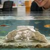 Pești și animale marine – Decorul acvariului