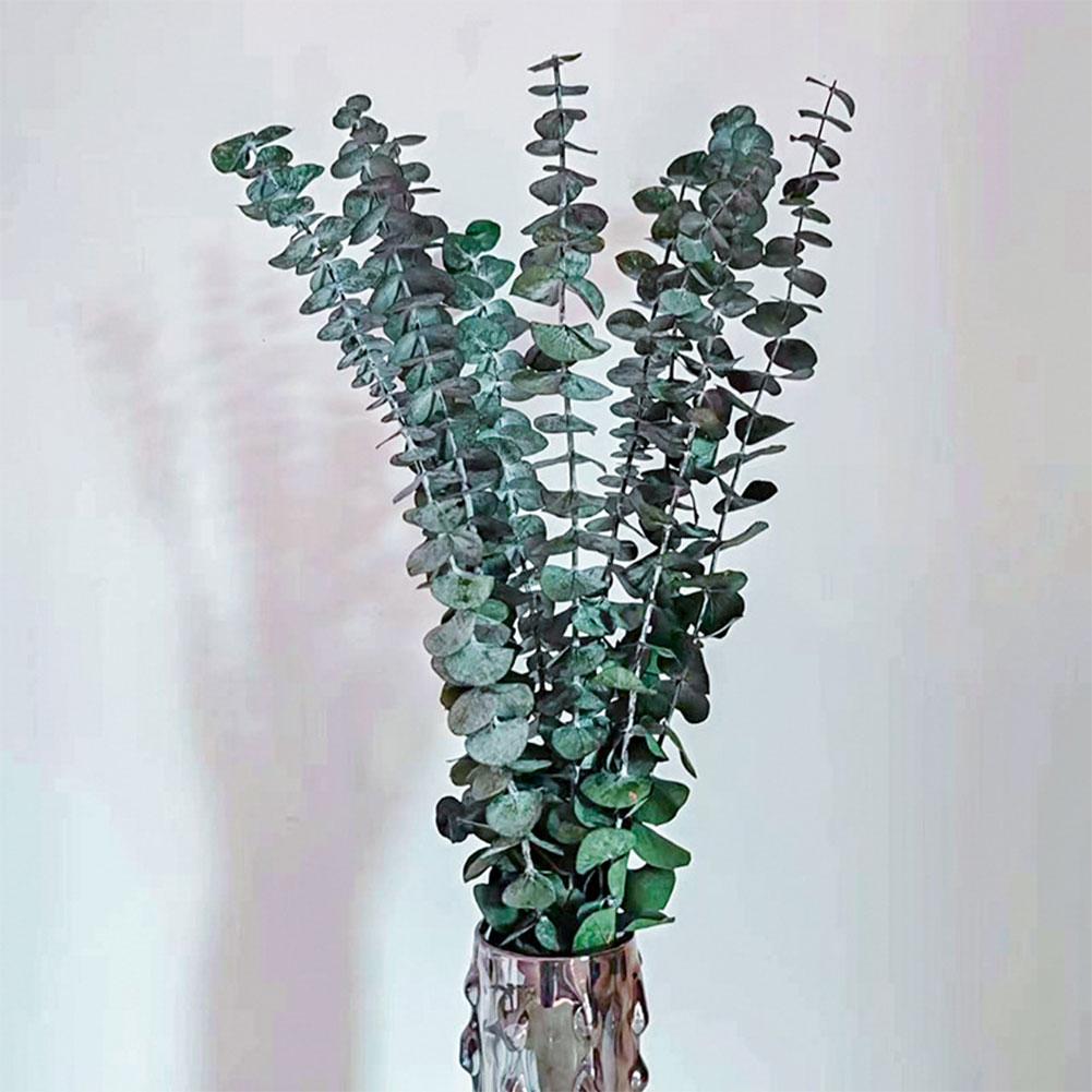 10PCS Preserved Dried Eucalyptus Branches 17" Natural Fresh Eucalyptus Leaves Branches Vase Filler Flower Arrangement Home Decor