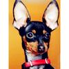 CHENISTORY Pittura su Tela con Numeri Animali Disegno di Cane su Tela Pittura a Mano Arte Murale Pittura con Numeri Regalo Personalizzato