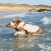 High Buoyancy Dog Life Jacket Breathable Dog Flotation Vest Dog Surfing Suit Dog Safety Vest  Beach