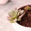 Mini Künstliche Sukkulenten Realistische Fake Kleine Kakteen Pflanzen Bunte Kunststoffe Beflockte Topflose Pflanzen für Garten Blumentopf Küche Heimdeko