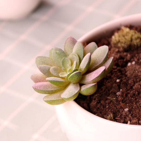 Mini Künstliche Sukkulenten Realistische Fake Kleine Kakteen Pflanzen Bunte Kunststoffe Beflockte Topflose Pflanzen für Garten Blumentopf Küche Heimdeko