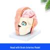 Human Head and Brain Anatomy Model with Arteries