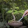 Stainless Steel Root Rake Bonsai Potted Plants 3-Prong Loosen Soil Tool Handheld Rustproof Rake Home Gardening Tool