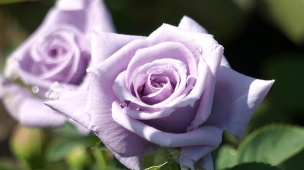 Salon Aujua IY Inmetrie Shampoo 1800ml and Treatment Salon Made In Japan 1800 [Beauty Exclusive] 1800g, Exclusive, (Treatment Only)