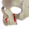 Easy to Wear Skull Face Mask Halloween Skeleton Mask, Scary with Side Clip, Lightweight Realistic Dripping Blood for Haunted House Cosplay Masquerade