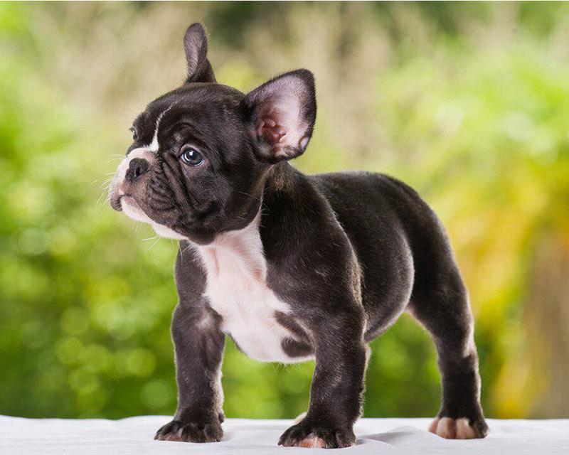 5D DIY Diamond Painting Cross Stitch Full Square Round Drill Embroidery Animal Dog Handmade Wall Decor