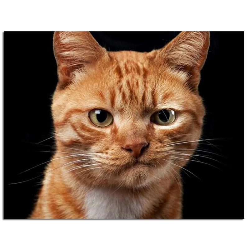 Buy 5d Diy Full Diamond Painting Cute Funny Ginger Cat Animal Diamond Embroidery Cross Stitch Home Decor At Affordable Prices Free Shipping Real Reviews With Photos Joom