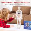 YoXinKau Human Anatomy Model Toy for Kids: Human Anatomy Model with Removable Organs, Anatomy Model Set, Educational Toy for Kids, Assembly and Disass