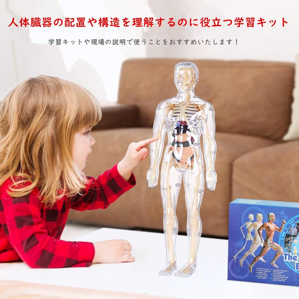 YoXinKau Human Anatomy Model Toy for Kids: Human Anatomy Model with Removable Organs, Anatomy Model Set, Educational Toy for Kids, Assembly and Disass