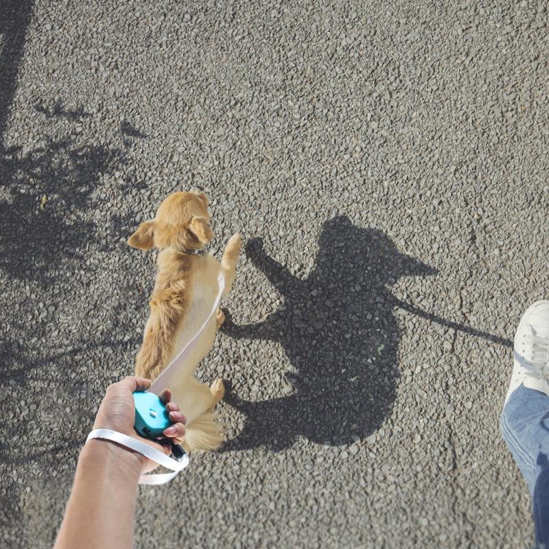 Articoli per Animali Domestici - Gatto, Cane, Piccoli Animali 2M Robusta e Durevole Rotonda e Quadrata Esterna Mini Piccola Taglia Guinzaglio Automatico Retrattile