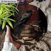 2D Flat Aluminium Retro Halloween Sign with Black Crow Pattern - Halloween Figurine Ornaments - Ideal for Front Door, Wall, Porch, Window Decor