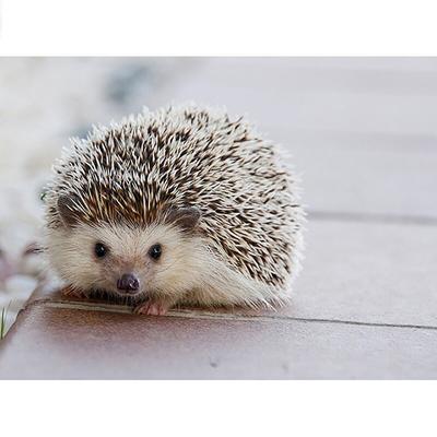 5D-Diamantgemälde, Igel, volle runde Diamant-Stickerei, Kreuzstich