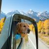 Window Dog Chin Rest, Soft Foam Cushion, Car Dog Chin Cushion, Safe Comfortable Rides, Waterproof Car Dog Accessories for Travel Road Trip Reduces