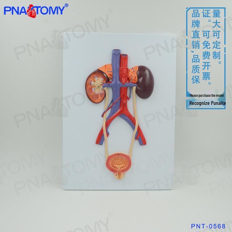 Human Urinary System Anatomy Model - Bladder, Ureter, Urethra, Kidney 40*26*4.2 cm