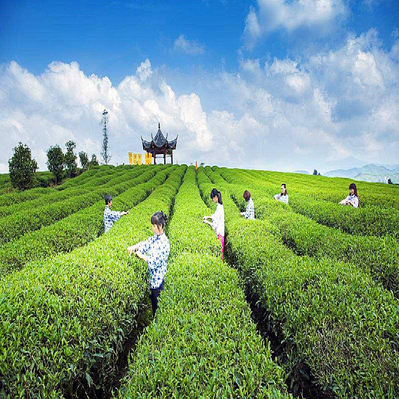 50g Dried Flower Tea Herbal Lemon Grass Tea Lemongrass Tea Chinese Slimming Tea