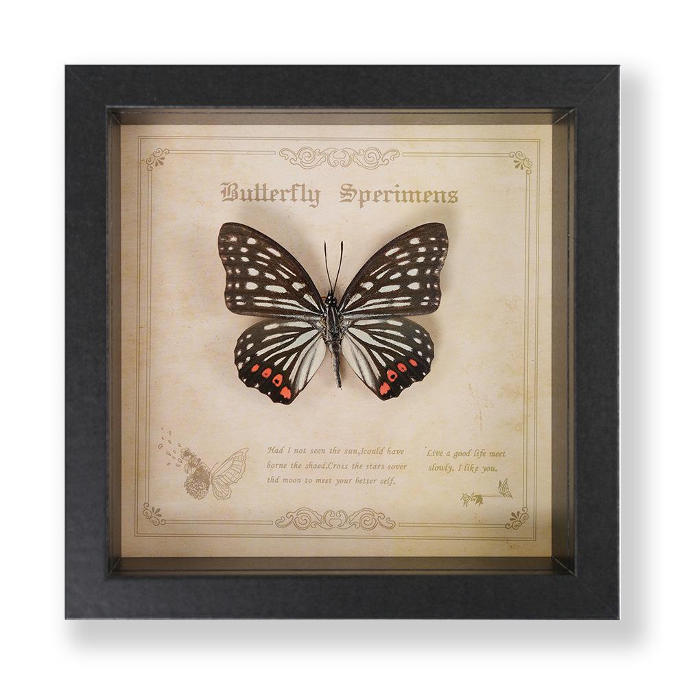 Green Banded Swallowtail Butterfly Specimen Decorative Painting - Real Insect for Display