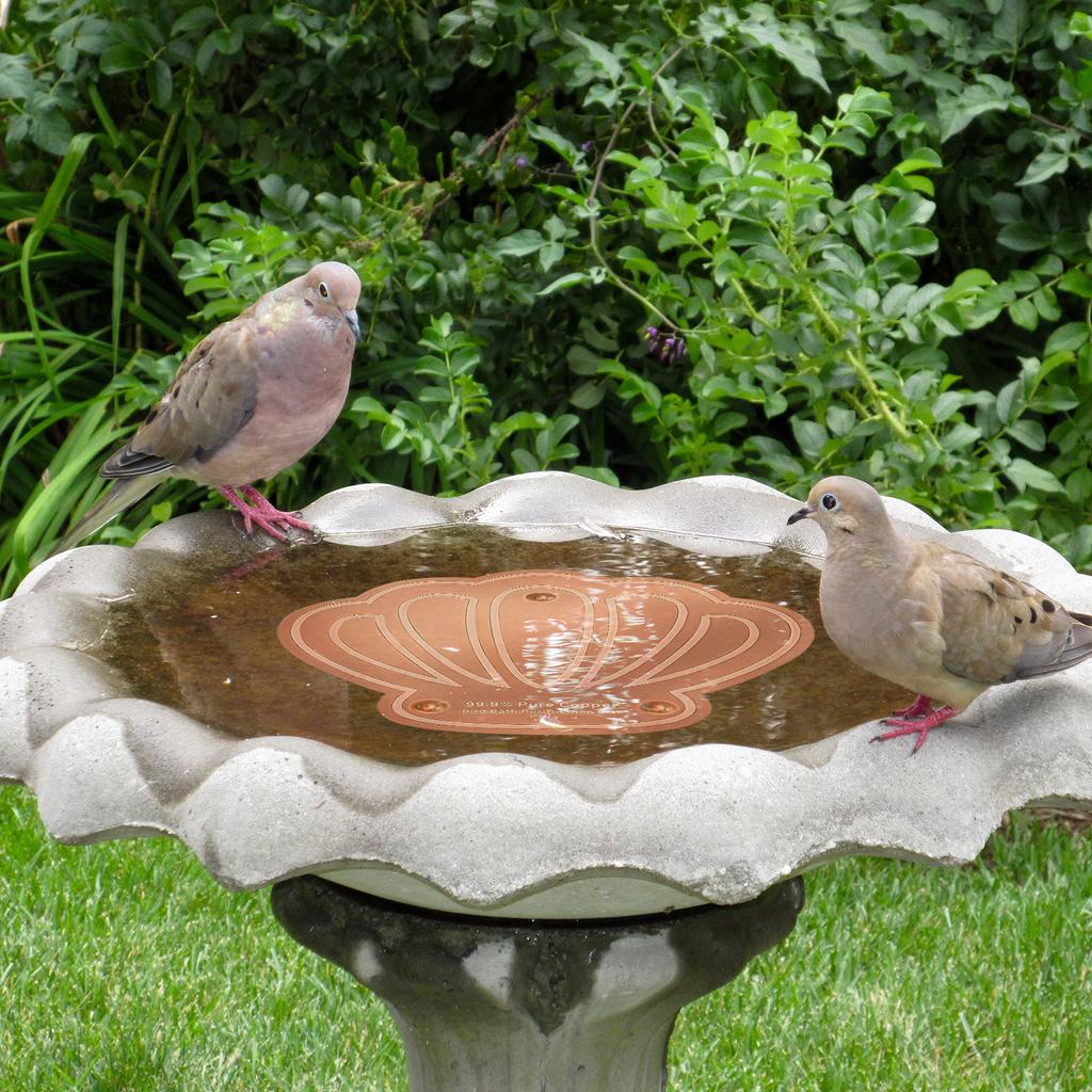Copper Cleaning Disk 0.8mm Triple-Point Support Design Copper Bird Bath Disk Lower Cleaning Frequency for Outdoor Birdbaths