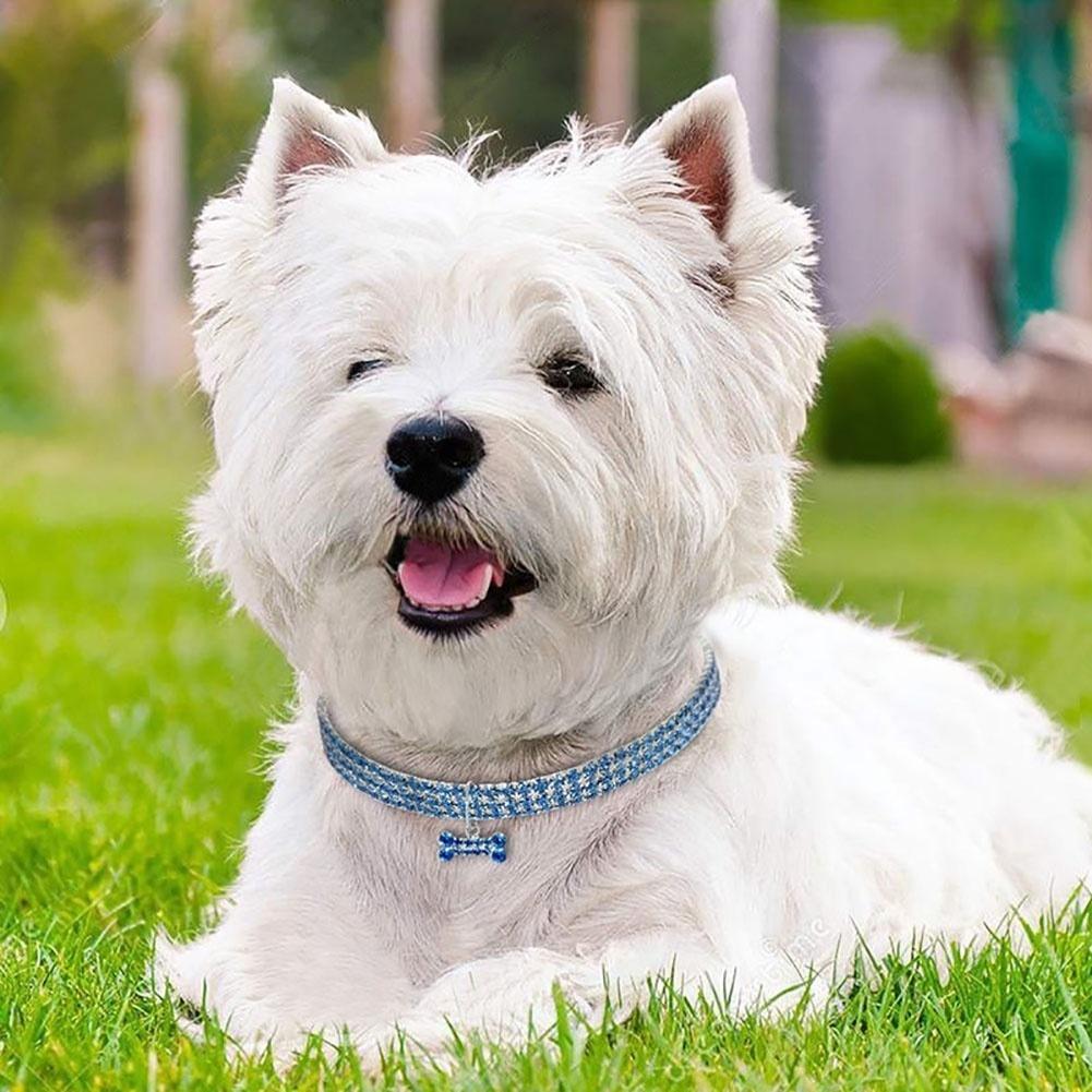 Chic Shiny Three Row Rhinestone Bone Pendant Puppy Dog Collar Pet Supply (Size:S,M,L)
