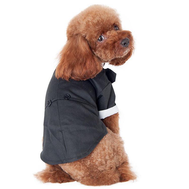 Jesienno-zimowa odzież dla psa: Przytulne stroje dla Teddy'ego, Golden Retrievera i Samojeda