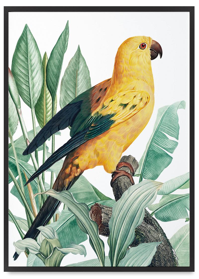 

Plakat papuga złota rośliny w czarnej ramce 21x30 cm