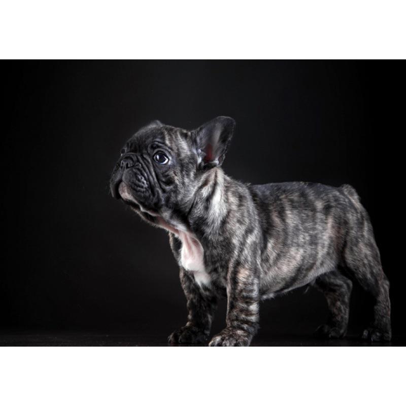 

Framed French Bulldog Poster: Vintage Kraft Paper Wall Art with Free Shipping Yellow Kraft Paper (No Glue) 30X42 cm