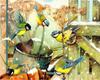5D DIY Diamond Painting Full Round Square Plane Takes Off Rhinestones Diamond Embroidery Wolf Animal Horse  Cross Stitch Sale Mosaic Decortion