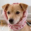 Bekleidung & Schuhe – Hundezubehör