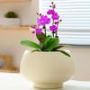 Ceramic Flower Pot with Tray for Orchids and Succulents