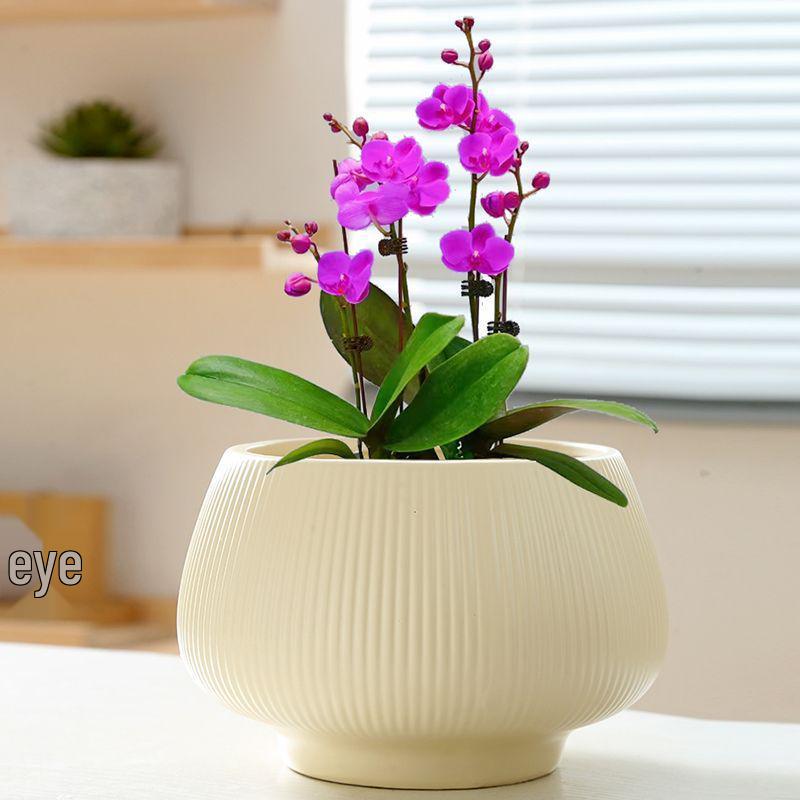 Ceramic Flower Pot with Tray for Orchids and Succulents