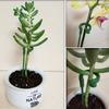 10pcs Green Plant Support Sticks Plastic Potted Plants Phalaenopsis Orchid Home Garden Plant Support Clips Gardening Accesorries