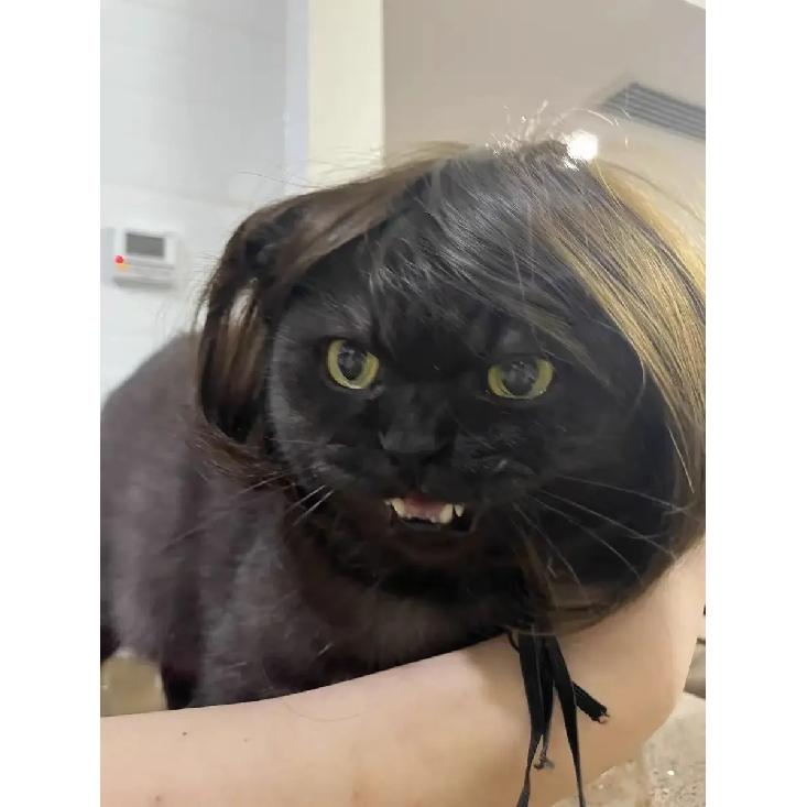 Pet Wig Dog Wig Pet Supplies Halloween Pet Accessories Curly Hair Straight Hair Cat Wig It Can Be DIY Trimmed