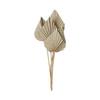 Daichi Noen Dried Flower Palm Spade Natural Approx. L40~50cm 5 Pieces DO054060-000
