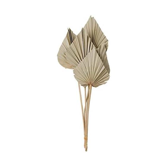 Daichi Noen Dried Flower Palm Spade Natural Approx. L40~50cm 5 Pieces DO054060-000