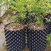 Poda Aérea Controle de Raízes de Plantas Vasos de Viveiro para Treino Contêiner para Crescimento Rápido de Raízes Jardim de Contêineres Árvore Bonsai Ferramenta de Transplante Vaso de Viveiro Rápido